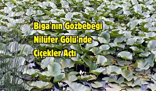 Biga'nın Gözbebeği Nilüfer Gölü’nde Çiçekler Açtı
