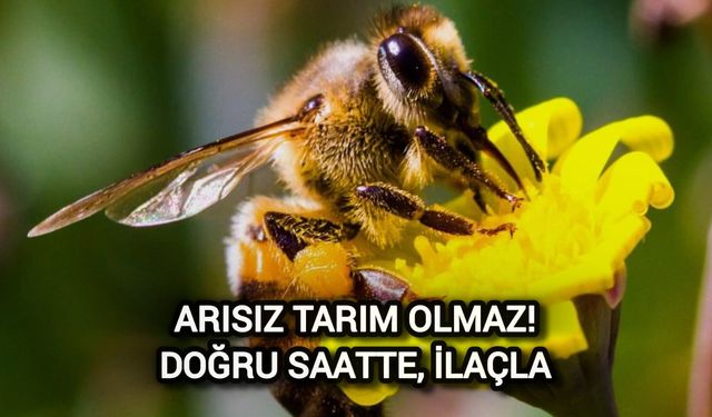 Çanakkale’de Arıları Korumak İçin Duyarlılık Çağrısı