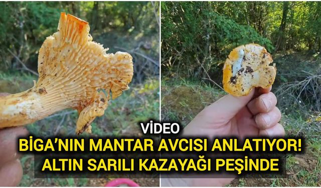 Biga’nın Mantar Avcısı Anlatıyor: Altın Sarılı Kazayağı Peşinde