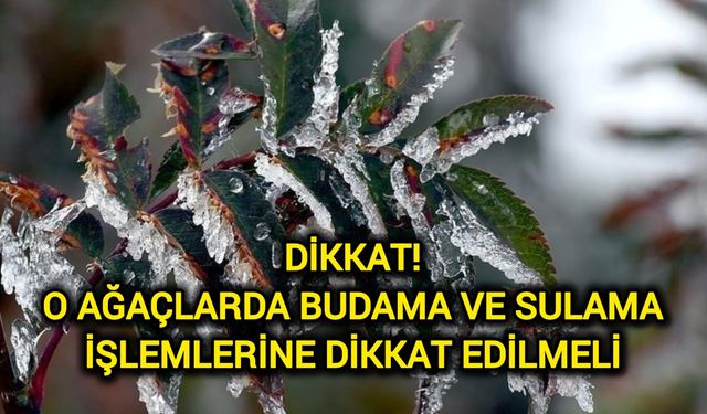 Dikkat! O ağaçlarda budama ve sulama işlemlerine dikkat edilmeli