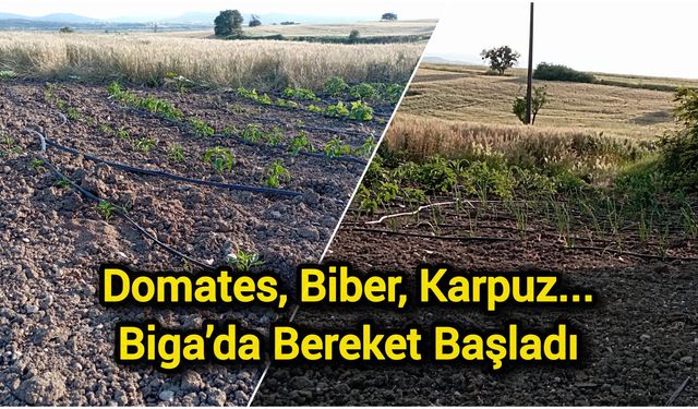 Domates, Biber, Karpuz: Biga’da Bereket Başladı