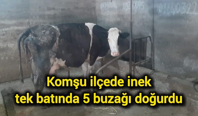 Komşu ilçede inek tek batında 5 buzağı doğurdu