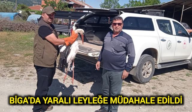 Biga'da Yaralı Leyleğe Müdahale Edildi