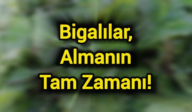 Bigalılar, almanın tam zamanı!