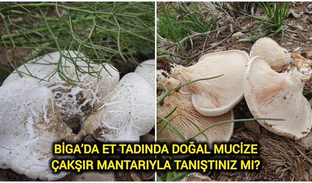 Biga’da et tadında doğal mucize: Çakşır mantarıyla tanıştınız mı?