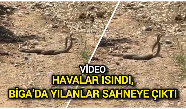 Havalar Isındı, Biga’da Yılanlar Sahneye Çıktı