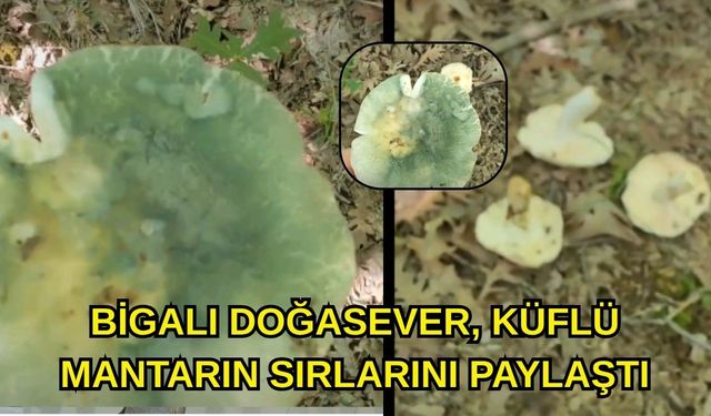 Bigalı doğasever, küflü mantarın sırlarını paylaştı
