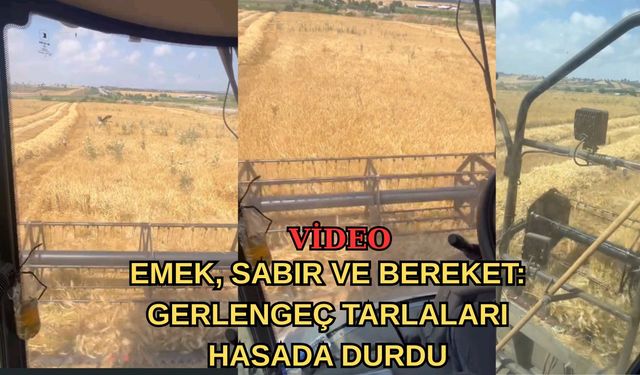 Çanakkale Biga’da Gerlengeç tarlaları hasada durdu
