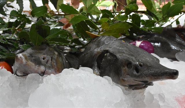 Morina balıklarının boyutları yarı yarıya küçüldü