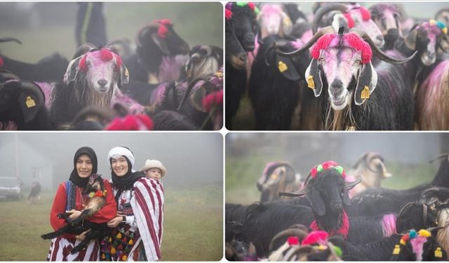 Besiciler rengarenk süsledikleri hayvanlarıyla yaylaya göç etti