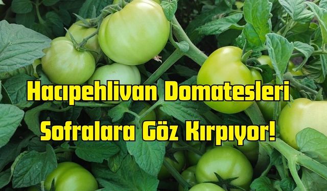 Hacıpehlivan Domatesleri Sofralara Göz Kırpıyor!