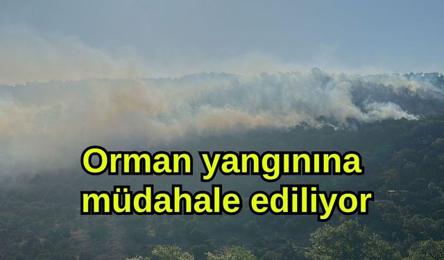 Orman yangınına müdahale ediliyor