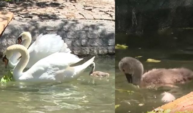 Kuğuluparkta tatlı heyecan