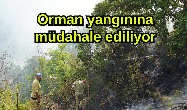 Orman yangınına müdahale ediliyor
