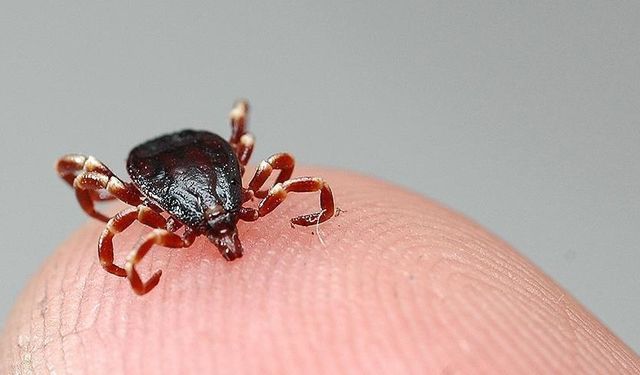 Sağlık Bakanlığı'ndan Kırım Kongo Kanamalı Ateşi hastalığına ilişkin açıklama