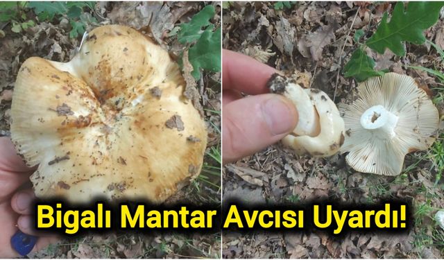 Bigalı Mantar Avcısı Uyardı!