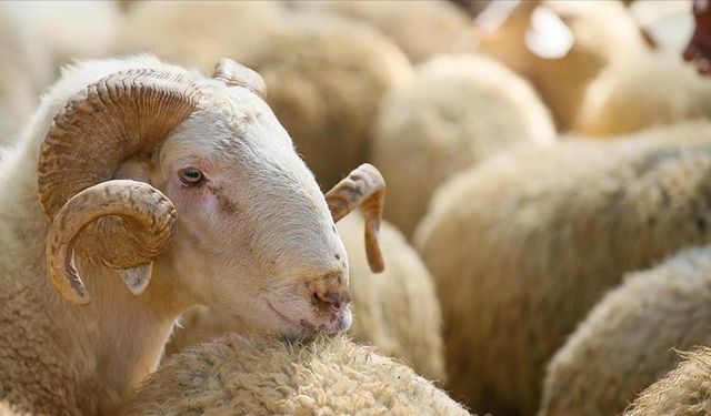 Uzmanlar Uyarıyor: Kurban Kesimi Ehli Kişilerce Yapılmalı