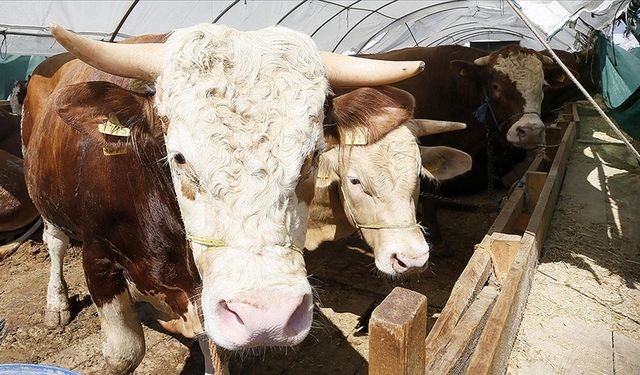 Kurban Bayramı'nda kesilen hayvan sayısı açıklandı