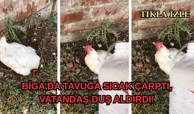 Çanakkale Biga’da tavuğa sıcak çarptı, vatandaş duş aldırdı!