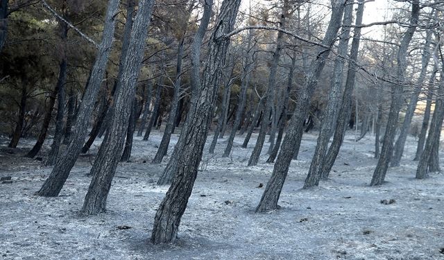 Tekirdağ'da çıkan orman yangını kısmen kontrol altına alındı