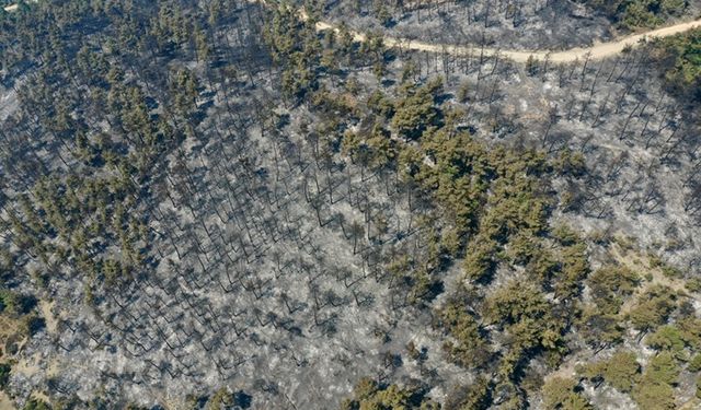 Ormanlar İhmalle Yanıyor: Yangınların Yarısı Dikkatsizlikten