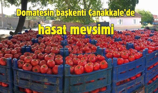 Domatesin başkenti Çanakkale’de hasat mevsimi