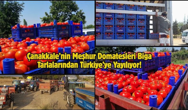 Çanakkale’nin Meşhur Domatesleri Biga Tarlalarından Türkiye’ye Yayılıyor!