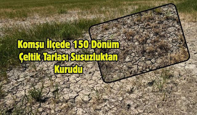 Komşu İlçede 150 Dönüm Çeltik Tarlası Susuzluktan Kurudu