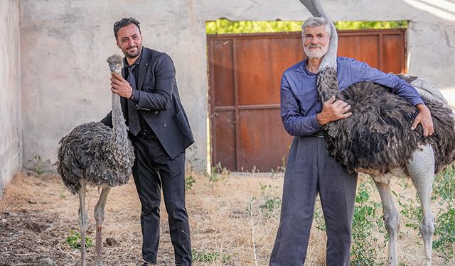 Firari deve kuşu "Hüdhüd"e eş bulundu
