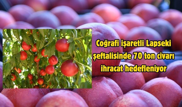 Coğrafi işaretli Lapseki şeftalisinde 70 ton civarı ihracat hedefleniyor
