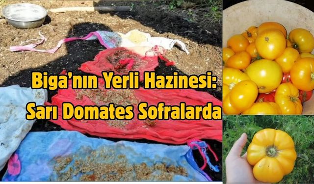 Biga’nın Yerli Hazinesi: Sarı Domates Sofralarda