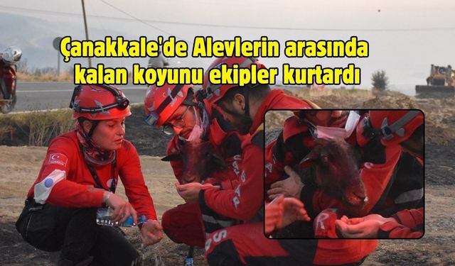 Çanakkale'de Alevlerin arasında kalan koyunu ekipler kurtardı