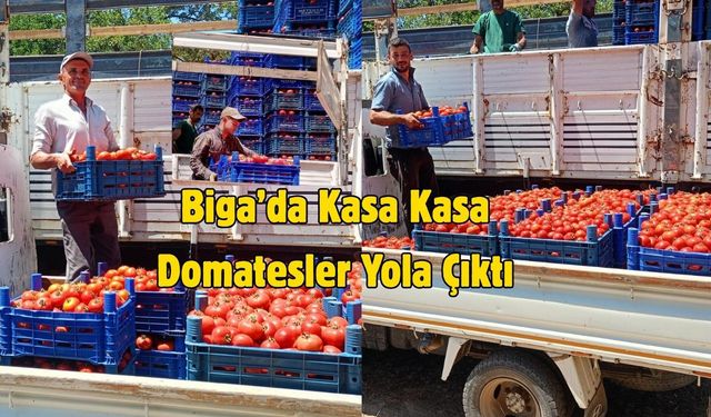 Çanakkale Biga’da Kasa Kasa Domatesler Yola Çıktı