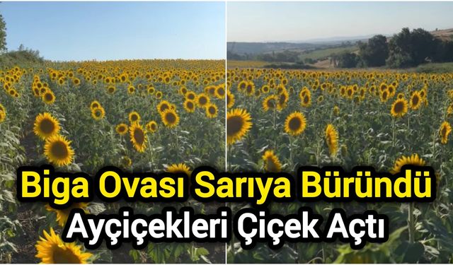 Biga Ovası Sarıya Büründü: Ayçiçekleri Çiçek Açtı