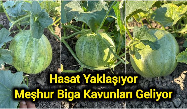 Hasat Yaklaşıyor: Meşhur Biga Kavunları Geliyor