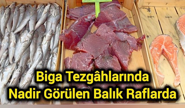 Biga tezgâhlarında nadir görülen balık raflarda