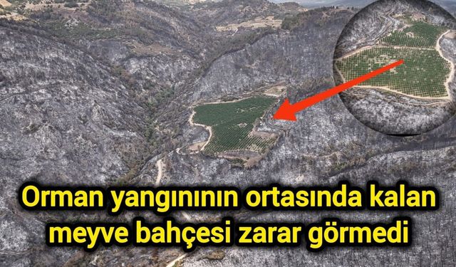 Orman yangınının ortasında kalan meyve bahçesi zarar görmedi