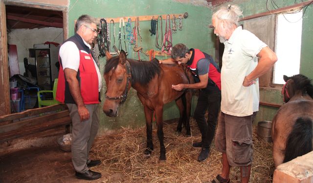 Çanakkale’de veterinerler yangından etkilenen hayvanlar için sahada