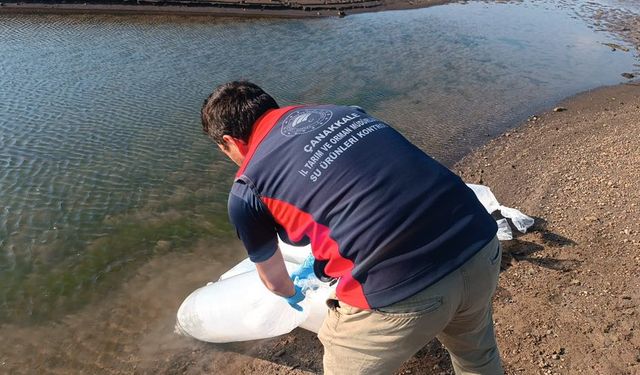 Çanakkale’de 2 Milyon Sazan Salındı