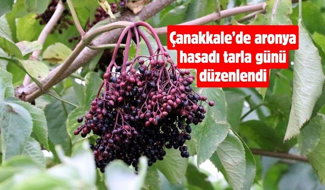 Çanakkale’de aronya hasadı tarla günü düzenlendi