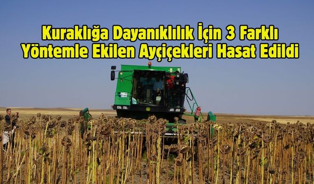 Kuraklığa Dayanıklılık İçin 3 Farklı Yöntemle Ekilen Ayçiçekleri Hasat Edildi