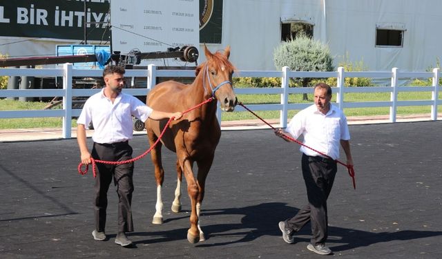 TİGEM, 51 tayın satışından 27 milyon 750 bin lira gelir elde etti