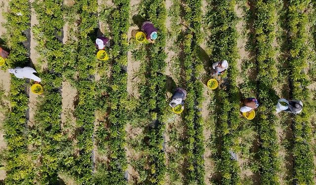 Çiftçilere 772 milyon 805 bin liralık destekleme yapılacak