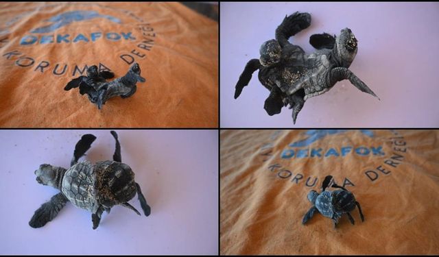 Siyam ikizi yavru caretta caretta görüntülendi