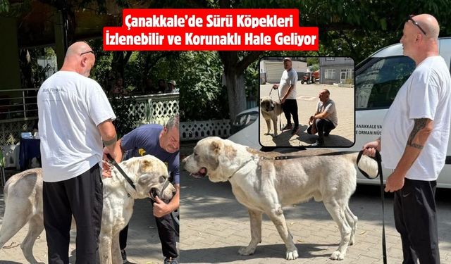 Çanakkale’de Sürü Köpekleri İzlenebilir ve Korunaklı Hale Geliyor