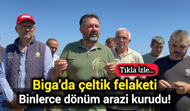Çanakkale Biga’da çeltik felaketi: Binlerce dönüm arazi kurudu!