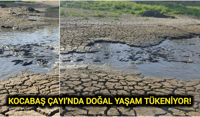 Çanakkale Biga’da yüzlerce balık telef oldu!
