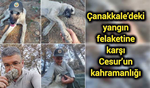 Çanakkale’deki yangın felaketine karşı Cesur’un kahramanlığı