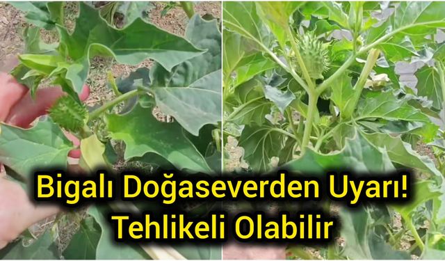 Bigalı Doğaseverden Uyarı! Tehlikeli Olabilir