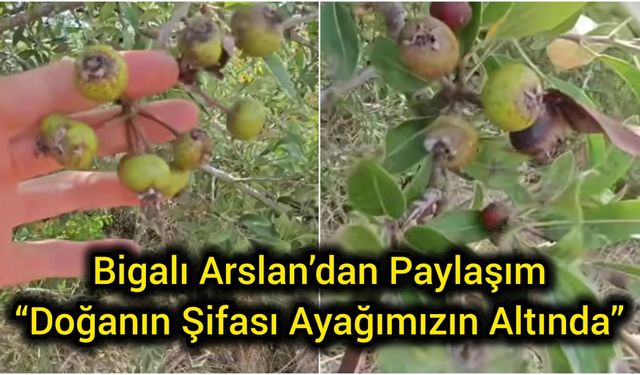Bigalı Arslan’dan Paylaşım: “Doğanın Şifası Ayağımızın Altında”